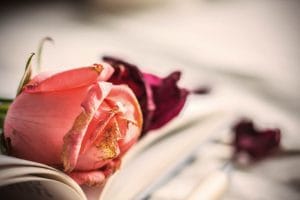 Imagen sobre una rosa